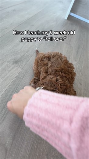 Princess Maple | Cavoodle Pup ✨ on Instagram: "This is definitely a challenge 😂tips please!!! #dogs #dog #doggy #pup #puppy #puppies #puppylove #cavapoo #cute #cutie #animal #baby #babyanimals #train #training #cute #cutie #pups"
