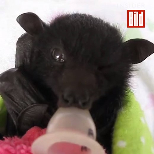 Hier werden verwaiste Fledermaus-Babys wieder aufgepäppelt. Und, Überraschung, die Baby-Batmens trinken nicht nur Blut. 😉 | Bild