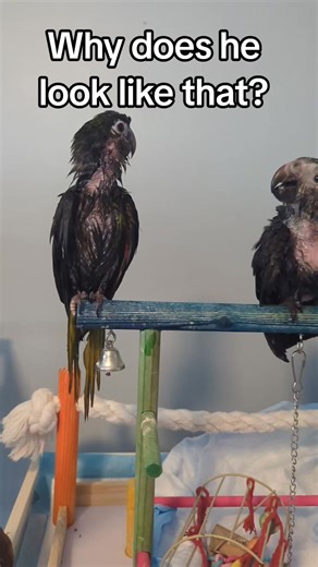 🚿✨ Baby Bath Time Adventures! ✨🚿 Formula is messy business, and our babies need to learn the joy of splish-splashing early—it’s essential for feather growth and overall health. Meet: 💚 Wally – our cheeky Hahn’s Macaw 🩶 Jasper & Scout – our sweet Timneh African Grey brothers They may look like soggy little dinosaurs right now (especially Jasper with his “naked chest chic”), but don’t worry—those feathers are still growing in, and everyone is healthy, happy, and thriving. 💕 After bath time, w