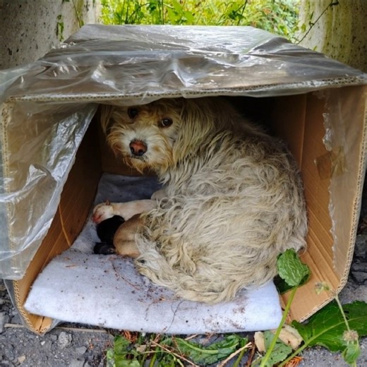 49K views · 1K reactions | Hidden in a cardboard box, deep in the bushes… she had just given birth to her tiny puppies. We were heading home when we spotted her—frail, alone, and with a storm about to break loose. In that moment, our hearts shattered…  Find out what happened next in the first comment  #DogLoversUSA #AdoptDontShop #RescueDogsOfAmerica #ForeverHome #DogRescueLove #FurFamily #HopeForPaws #RescueMissio | Cute | Facebook