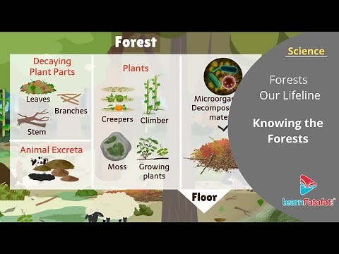 Forests Our Lifeline Class 7 Science - Knowing the Forests
