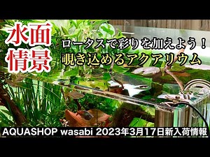 水面から眺めるアクアリウム！「AQUASHOPwasabi 2023年３月１７日 新入荷情報」ネイチャーアクアリウム初心者、水草レイアウト作り方、水草水槽、スイレン、ロータス、スネール対策、貝駆除