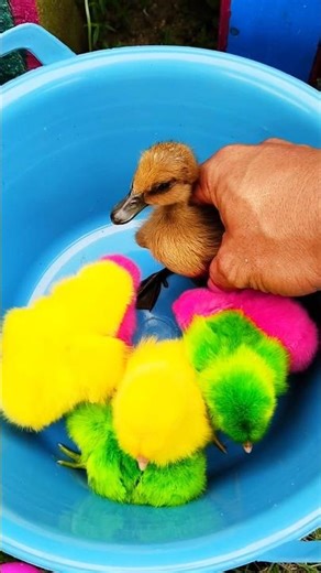 Neon Chicks are so Satisfying! 🐣🌈