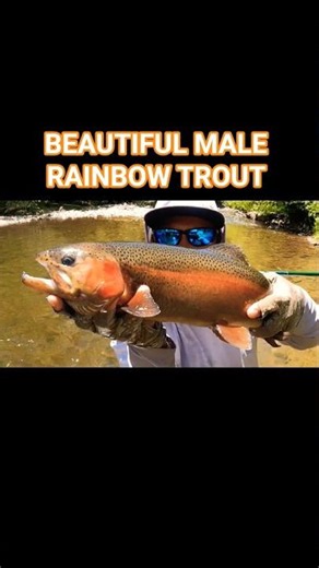 Beautiful male rainbow trout #rainbowtroutfishing #flyfishing #simmsfishing #sage #newmexicofishing