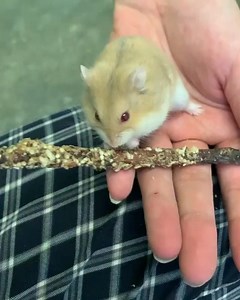 22 reactions · 13 shares | ADOPTED/RESCUED! Hey friends!! My name is...