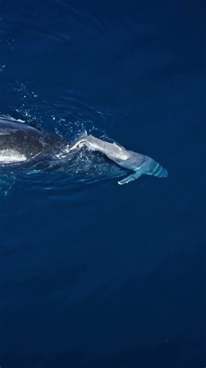 Even before its tiny dorsal fin stands upright, this little humpback whale calf can already swim
