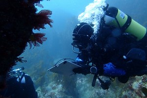Seasearch Diving & Snorkeling | Cornwall Wildlife Trust