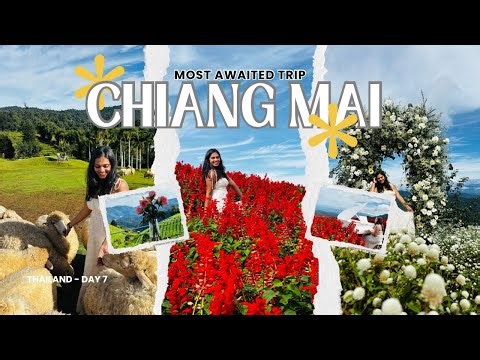 බැටලුවෝ හුරතල් කරන්න, ලස්සන මල් වතු මැදින් දුවන්න / Explore Thailand / Chiang Mai / Sheep Farm