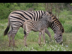 Mama Zebra Feeds Baby Zebra | Wildlife | Beautiful Nature| Herd of Zebra