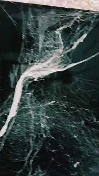 The Elevator Ritual | A Terrifying American Urban Legend