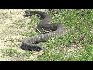 HUGE Rattlesnake while Hiking in California [HD]