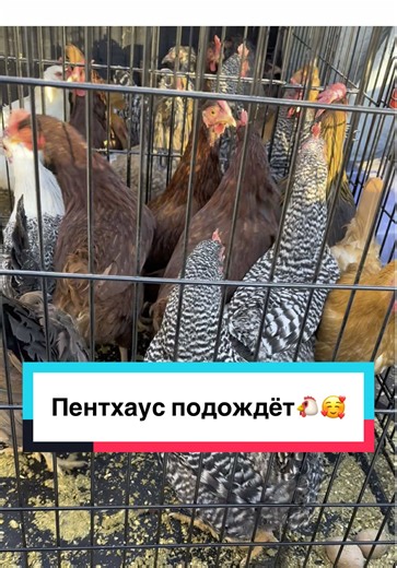 Переехали с Лонг-Айленда в Пенсильванию — и, конечно же, забрали с собой самых важных девочек: наших курочек 🐔❤️ Пока у них временное жильё, но весной обещаем апгрейд до настоящего куриного дворца — почти как был раньше, ну может… на пару метров скромнее 😉 А сейчас зима уже на носу, поэтому утепляемся, укрепляемся и делаем всё, чтобы ни один хитрый хищник не испортил куриный комфорт ❄️🏠 Потому что настоящая любовь — это когда переезд с курицами, а не без них 😂✨ #chickenlife #homesteadlife #m