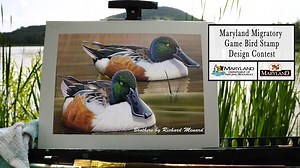 2.7K views | Have you heard?? The Maryland Migratory Game Bird Stamp Design Contest has a new venue AND a new date!! Check it out and enter today! We look forward to seeing your artwork. Tell all your artist friends too. Waterfowl Chesapeake | Maryland Department of Natural Resources- Wildlife & Heritage Service | Facebook