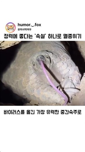 오해로 멸종위기 #천산갑 #pangolin