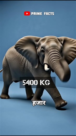 Animal Weights Compared