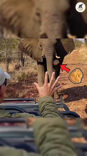 😱Why Do Elephants Throw Rocks at Humans? 😲#shorts #viral