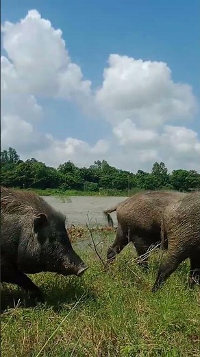 animals and their sounds videos 🐷🦌 #Shorts #pigfeed #animals