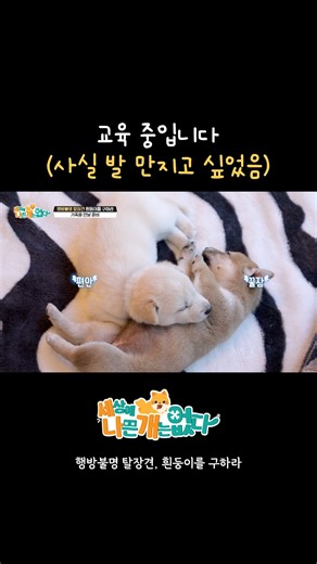 저도 할래요! 🐶세상에 나쁜 개는 없다ㅣ행방불명 탈장견, 흰둥이를 구하라 ▶EBS 홈페이지: https://bit.ly/4744i1X ___________________________________ Copyright Ⓒ EBS. All rights reserved. #세상에나쁜개는없다 #세나개 #아기강아지 #강아지 #강아지교육 #교육 #강아지발바닥 #발바닥 | EBS