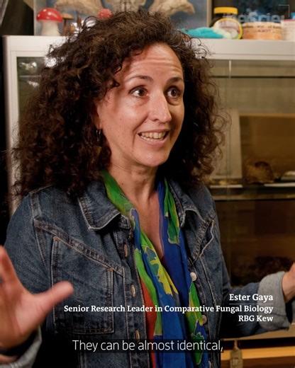 6.3K views · 132 reactions | Fungi underpin all life on Earth, yet it...