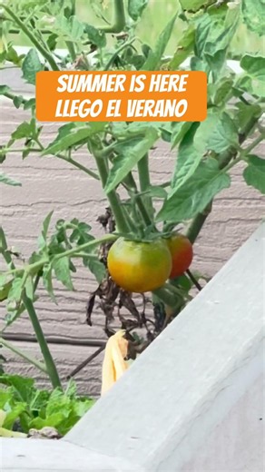 Verduras que Crecen Muy Bien en Florida Vegetables That Grow Great in Florida. #fosterfarms