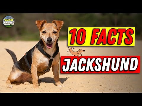 10 Facts Never Knew About Dachshund Cross Jack Russell !