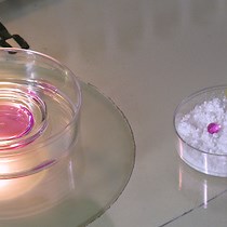 Video: Proteolytically Degraded Alginate Hydrogels and Hydrophobic Microbioreactors for Porcine Oocyte Encapsulation