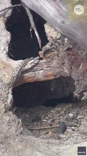 Sleepy mother bear wakes up from hibernation, takes a stroll