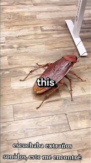 NEVER Kill A Cockroach 😨 #shorts #usa