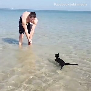 251K views · 10K reactions | Have you ever seen a cat at the beach before | Pet Ninja | Facebook