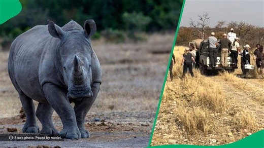 Rhino's unexpected attack makes wildlife workers run for their lives