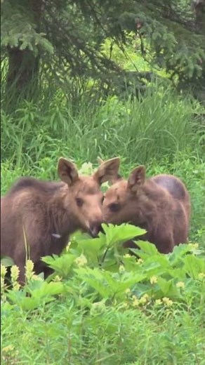 Moose Facts You Won’t Believe