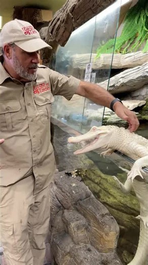 I am not your food coconut! 🐊 🥥 She is an eating machine!