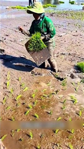 Thailand's Smart Rice Planting Method! 🌾😲