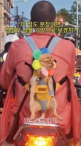 주인아 다음부턴 헬멧 씌어줘!