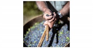 孟买蓝宝石以成为全球具有高度可持续性的金酒为己任