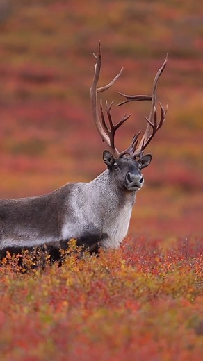 Let's talk Caribou! Did you know that both males (bulls) and females (cows) sport impressive antlers, with bulls having larger, more elaborate sets? They shed and regrow their antlers each year. Their hooves are also uniquely designed for traveling across snow and soft ground, providing excellent traction in challenging terrains. Check out the link below to learn more! 🎥 by Mike Rigney https://www.alaska.org/advice/caribou #YouNeedAlaska #AlaskaAdventures #SharingAlaska #Caribou #AlaskaFacts #T