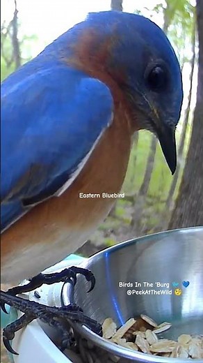 Bluebird Goes WILD for Fresh Mealworms 🐦 | Birds In The ’Burg