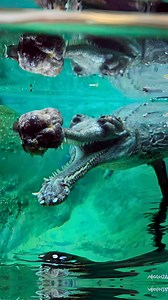 Gharial 🐊 The Bizarre-Looking Crocodile! | 1 Minute Animals Forget everything you think you know about crocodiles! The Gharial is a bizarre-looking reptile with a long, slender snout packed with sharp teeth. Nicknamed the "fish-eater," this gentle giant uses its unique snout to snatch fish from the rivers of South Asia. But is it really harmless? Dive into this 1-minute video to learn all about the Gharial! #Gharial #GharialFacts #GharialCrocodile #crocodile #crocodilesoftheworld | 1 Minute Ani