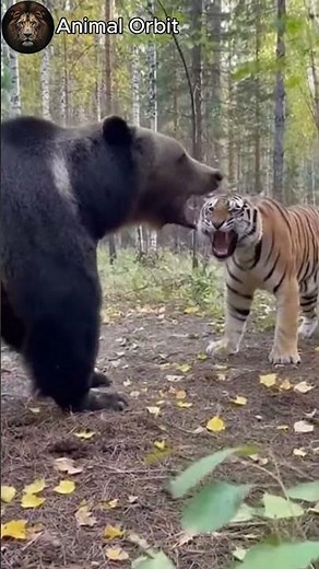 Bear and Tiger Battle in an Intense Jungle Fight