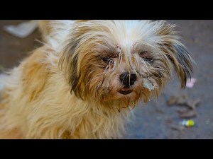 Havanese Obedience Training: Teaching Good Manners