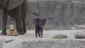 Cast your vote to name the Indy Zoo's new baby elephant