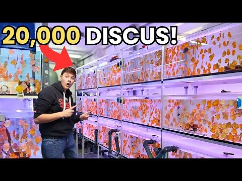 INSIDE The WORLD'S LARGEST Discus BREEDING Facility!