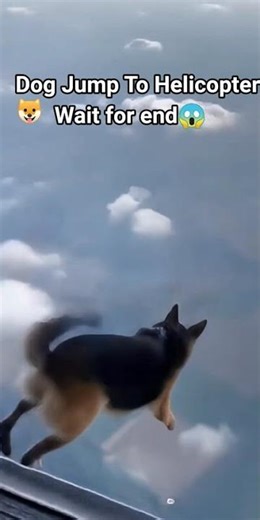 Insane Dog Helicopter Jump 😱 | Viral Animal Video