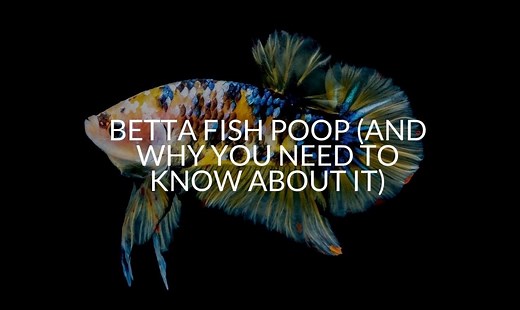 Betta Fish Poop (And Why You Need To Know About It)