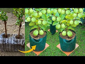 Successful Guava Grafting How To Grow Guava Tree Using Guava Branch in Plastic Bottles Lot Of Fruits
