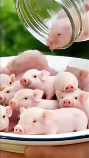 mini pog#viralvideo #youtubeshorts