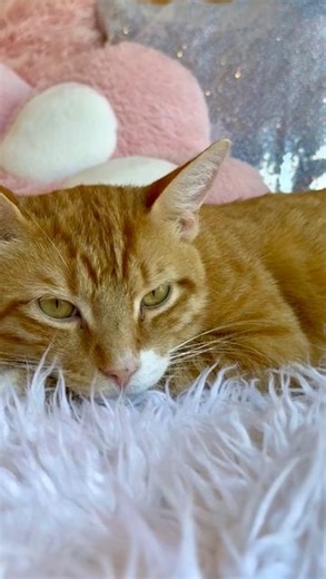 Crumbs & Whiskers on Instagram: "Milo’s journey to our LA cat cafe is one of resilience and survival. He was severely neglected by his previous owner, and was left without food or water for days. His condition was so dire that concerned neighbors turned to social media for help. By the time he was rescued, Milo was battling a bacterial infection so severe that his tail had to be amputated. He’s also FIV+, making his fight for life even more challenging. Despite the odds, Milo pulled through with