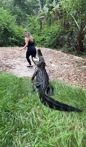 This is why it’s illegal to feed wild gators in Florida!! 😂Happy National gator day!! Here I am filming my fiancée @gabbynikolle with Stallone the nuisance gator who was being illegally fed in the wild before coming to us as a nuisance gator. Once fed, they associate people with food, and if you don’t give the food you ARE the food!! But this is not how gators attack prey, this is a feeding response chase of a fed animal, not a normal wild gator hunting strategy. As you can see, if a gator chas