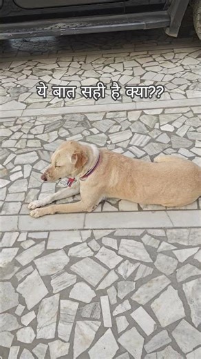 # sa #save indian dogs # life of street dogs # stop animal cruelty # youtube trending shorts ❤️