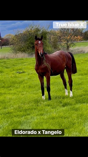 Sarah Randall on Reels